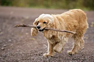 Sticks: Dog - Cocker Spaniel playing with stick on local gravel road
