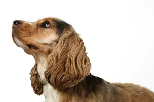 240920: DOG. Cocker Spaniel, portrait, head & shoulders