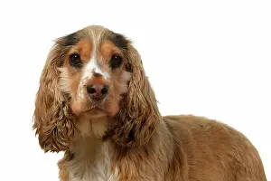240920: DOG. Cocker Spaniel, portrait, head & shoulders
