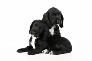 021020: Dog. Cocker Spaniel puppies, black with white (7
