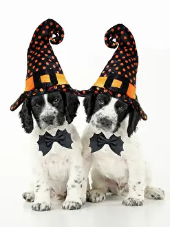 Ties: Dog. Cocker Spaniel puppies wearing Halloween witch