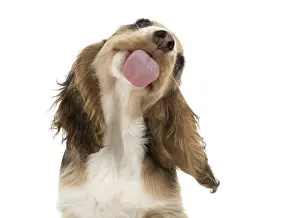 070818: DOG. Cocker Spaniel puppy ( 14 weeks old ) licking glass