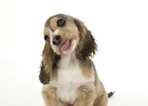 070818: DOG. Cocker Spaniel puppy ( 14 weeks old ) licking glass