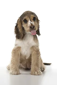 Gestures: DOG. Cocker Spaniel puppy ( 14 weeks old ) mouth