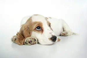 Thoughtful: DOG. Cocker Spaniel puppy