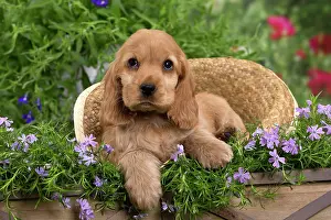 Sunhats: Dog - Cocker Spaniel puppy