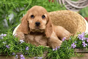 Sunhats: Dog - Cocker Spaniel puppy