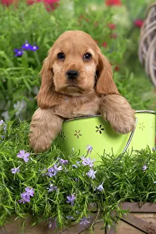 Buckets: Dog - Cocker Spaniel puppy
