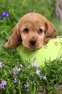 Buckets: Dog - Cocker Spaniel puppy