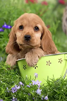 Buckets: Dog - Cocker Spaniel puppy