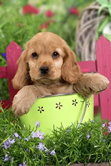 Buckets: Dog - Cocker Spaniel puppy