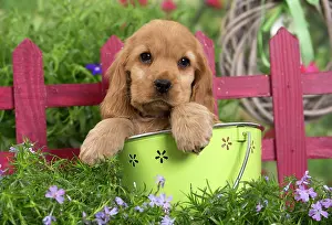 Buckets: Dog - Cocker Spaniel puppy