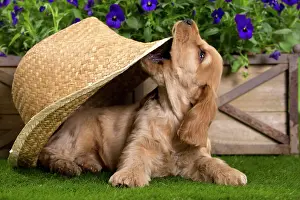Sunhats: Dog - Cocker Spaniel puppy