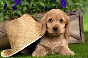 Sunhats: Dog - Cocker Spaniel puppy