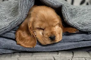 Innocent: Dog - Cocker Spaniel puppy