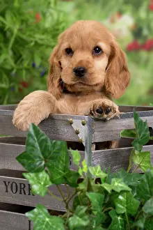 Crate: Dog - Cocker Spaniel puppy