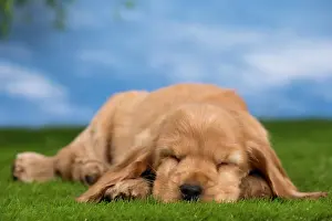 Chilled: Dog - Cocker Spaniel puppy