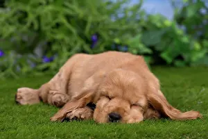 Chilled: Dog - Cocker Spaniel puppy