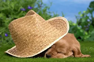Sunhats: Dog - Cocker Spaniel puppy