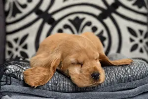 Chilled: Dog - Cocker Spaniel puppy