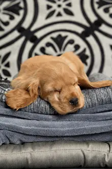 Chilled: Dog - Cocker Spaniel puppy