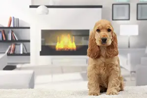 Fireplace: Dog Cocker Spaniel puppy