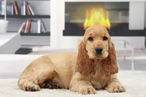 Fireplace: Dog Cocker Spaniel puppy
