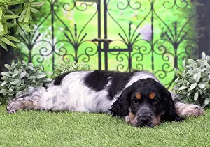 Ironwork: Dog Cocker Spaniel puppy