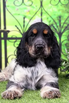 Ironwork: Dog Cocker Spaniel puppy