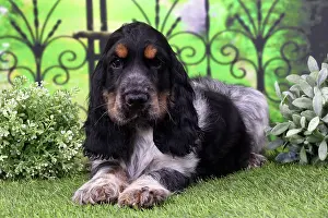 Ironwork: Dog Cocker Spaniel puppy