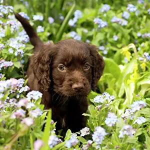 Cute Puppies By John Daniels: Dog - Cocker Spaniel puppy about 6 weeks old - in