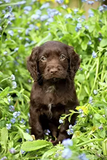 Cocker: Dog - Cocker Spaniel puppy about 6 weeks old - in