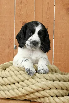 Coil: Dog. Cocker Spaniel puppy (7 weeks old ) Black &