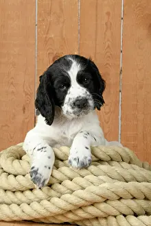 Coil: Dog. Cocker Spaniel puppy (7 weeks old ) Black &