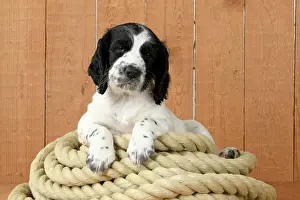 Coil: Dog. Cocker Spaniel puppy (7 weeks old ) Black &