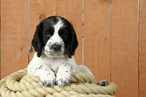 Rope: Dog. Cocker Spaniel puppy (7 weeks old ) Black &
