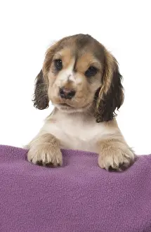 130318: DOG. Cocker Spaniel puppy ( 9 weeks old ) paws over fabric