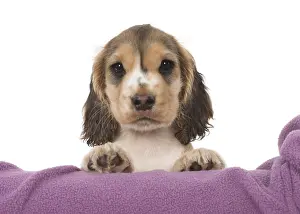 130318: DOG. Cocker Spaniel puppy ( 9 weeks old ) paws over fabric
