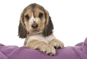 130318: DOG. Cocker Spaniel puppy ( 9 weeks old ) paws over fabric