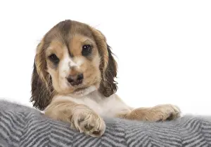 130318: DOG. Cocker Spaniel puppy ( 9 weeks old ) paws over fabric