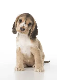 130318: DOG. Cocker Spaniel puppy ( 9 weeks old ) on white, studio