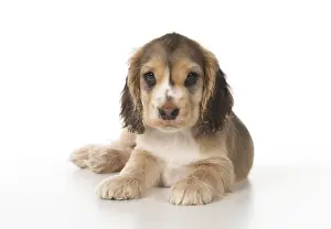 130318: DOG. Cocker Spaniel puppy ( 9 weeks old ) on white, studio