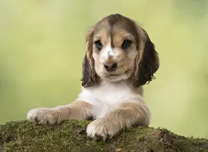 130318: DOG. Cocker Spaniel puppy ( 9 weks old ) paws over mossy log