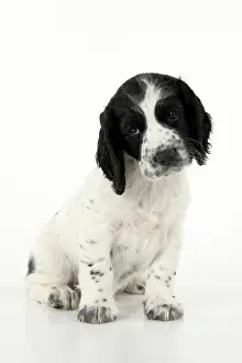 Cocked: Dog. Cocker Spaniel puppy, black & white (7