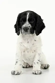 021020: Dog. Cocker Spaniel puppy, black & white (7