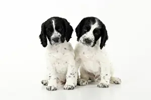 021020: Dog. Cocker Spaniel puppy, black & white (7