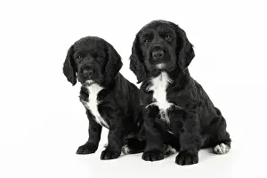021020: Dog. Cocker Spaniel puppy, black with white (7
