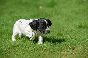 021020: Dog. Cocker Spaniel puppy, black & white (7