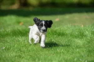 021020: Dog. Cocker Spaniel puppy, black & white (7