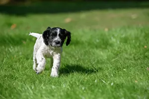 021020: Dog. Cocker Spaniel puppy, black & white (7